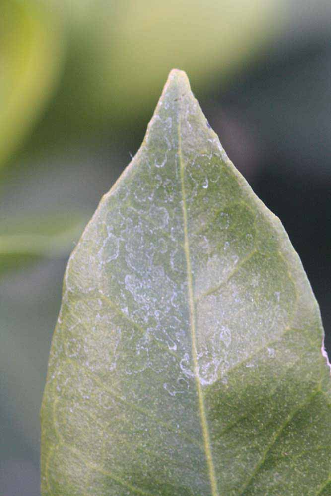              Margin (Riverside, CA)       